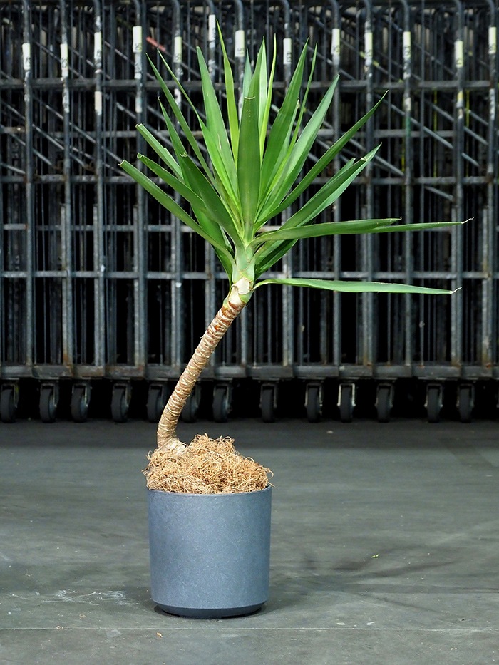 FR円柱ラスティックグレーMφ28×H28