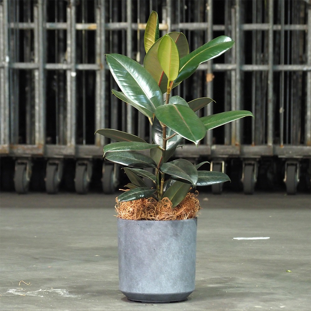 FR円柱ラスティックグレーSφ21×H21