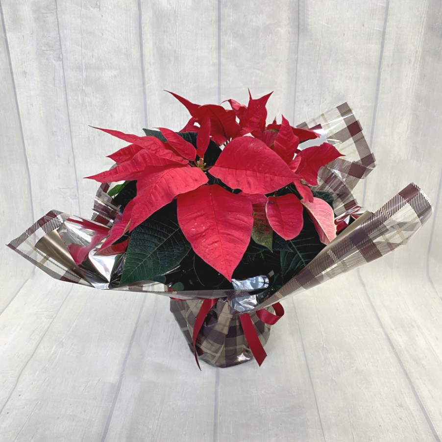 ホームカミング