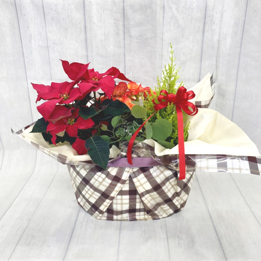 ホリデーガーデン／IV