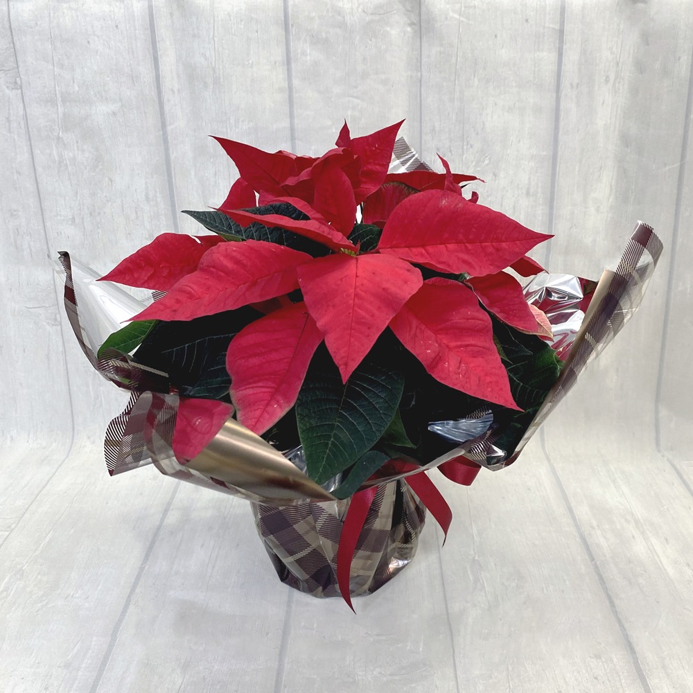 ホームカミング