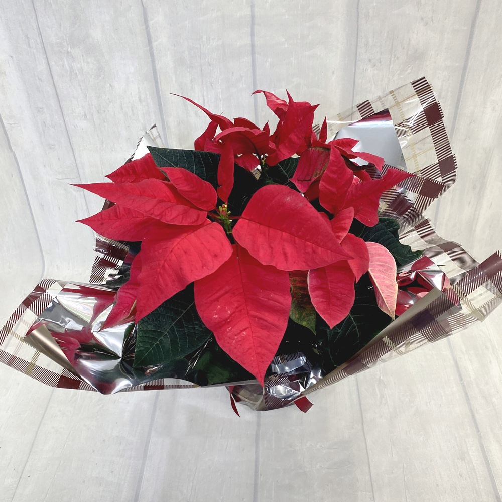 ホームカミング