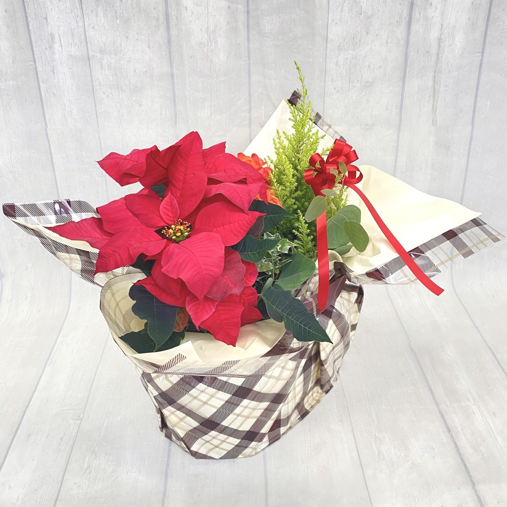 ホリデーガーデン／IV