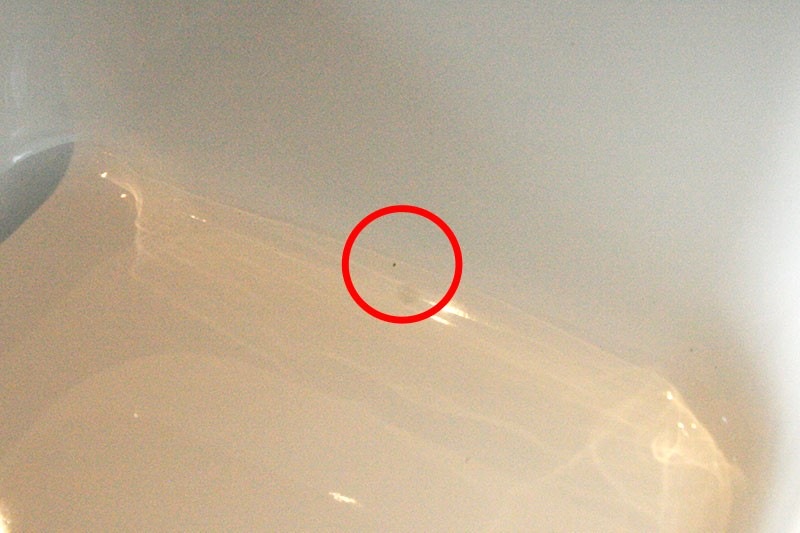 ڥȥåȡٻΥۡ ƴ Vidoʥɡ ƴ LL¸ƴĤ