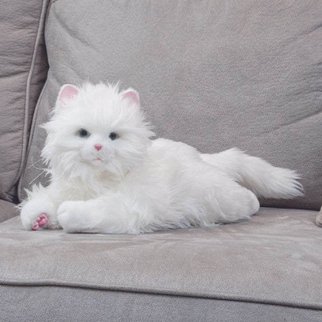 しっぽふりふりあまえんぼう子ねこちゃん