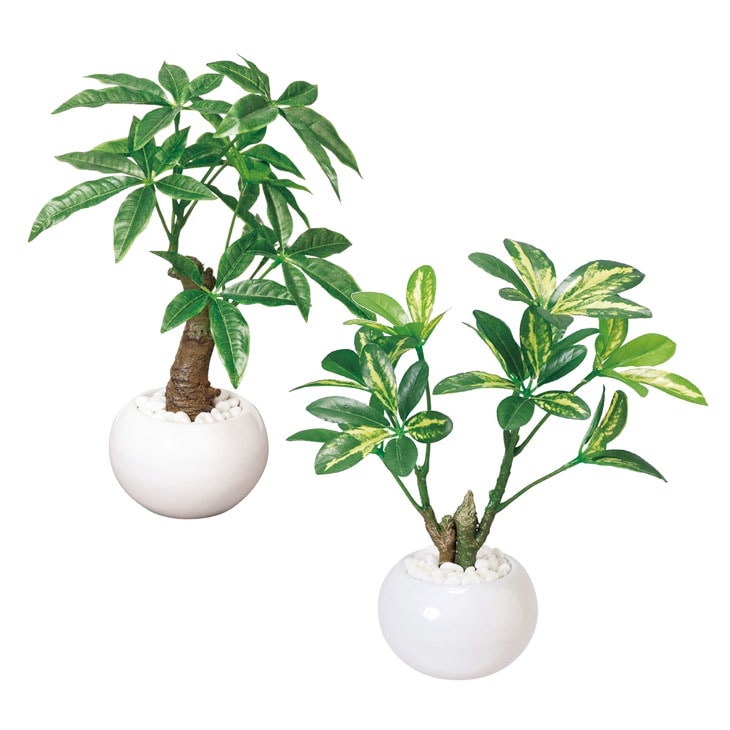 光触媒加工ウォールグリーン　アンスリウムLong board NO.75.76 光触媒加工ウォールグリーン アンスリウムLong board NO.75.76