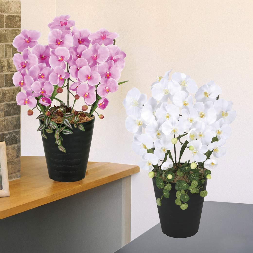 光の楽園 光触媒加工プリンセス胡蝶蘭2色組