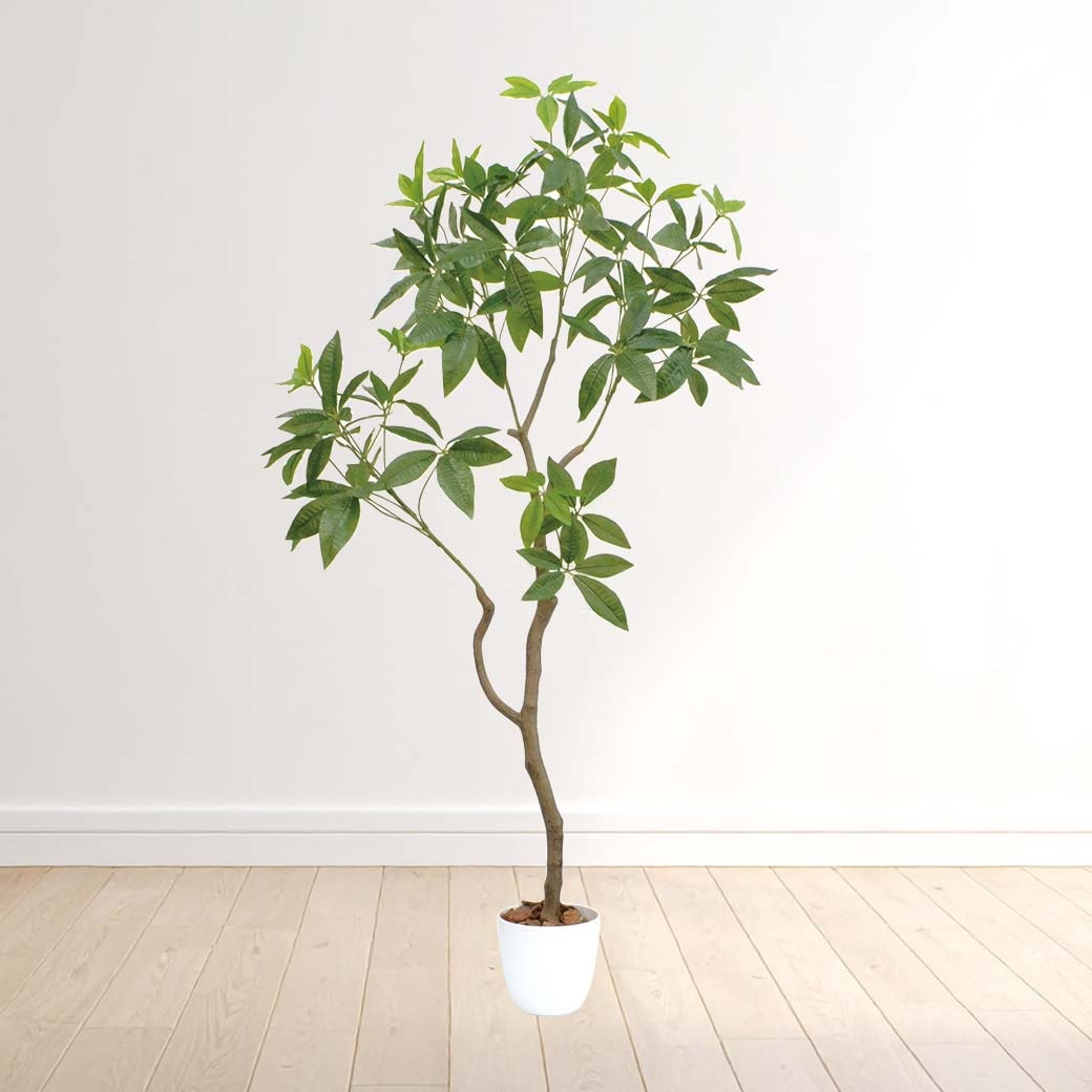 光触媒 風水インテリアグリーン パキラ