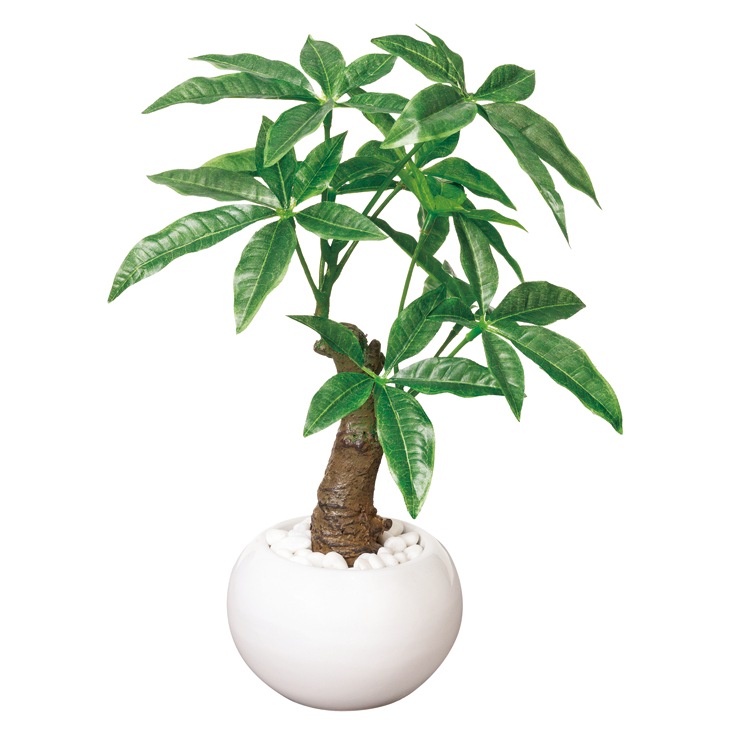 実生パキラ 観葉植物 緑色ポット（引取り専用） 光触媒加工グリーン