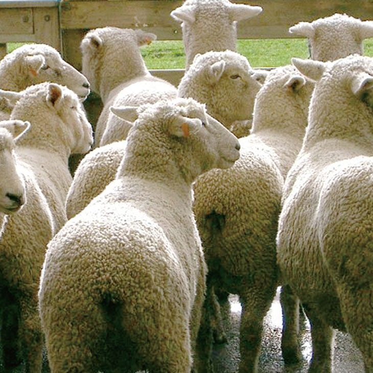 日本製 防ダニ・抗菌防臭加工ボリュームウール混敷布団 ダブル