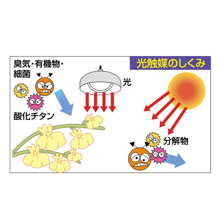 光触媒 風水インテリアグリーン ベンジャミン