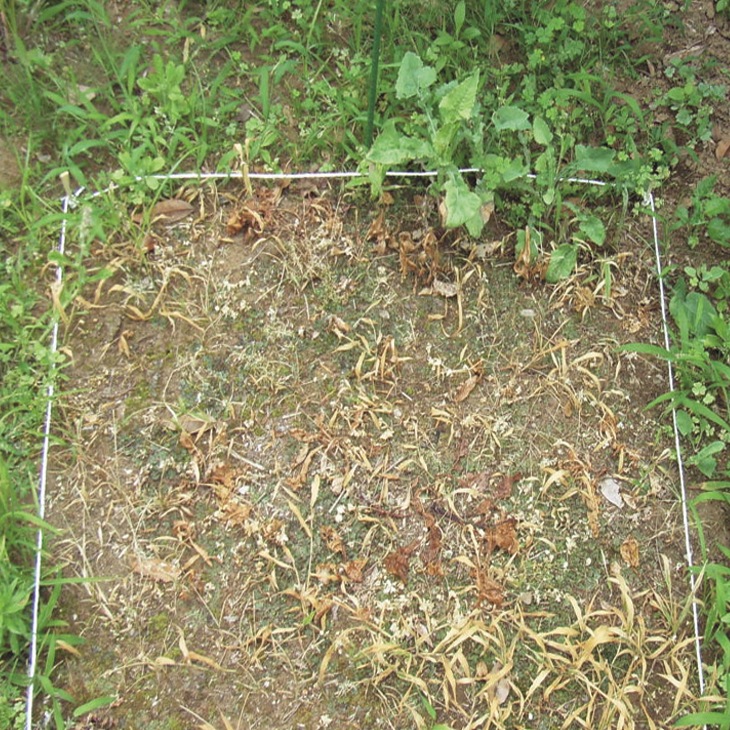 枯れ~ル雑草6本組