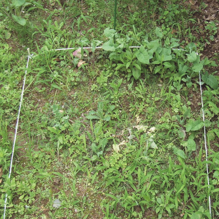 枯れ~ル雑草6本組