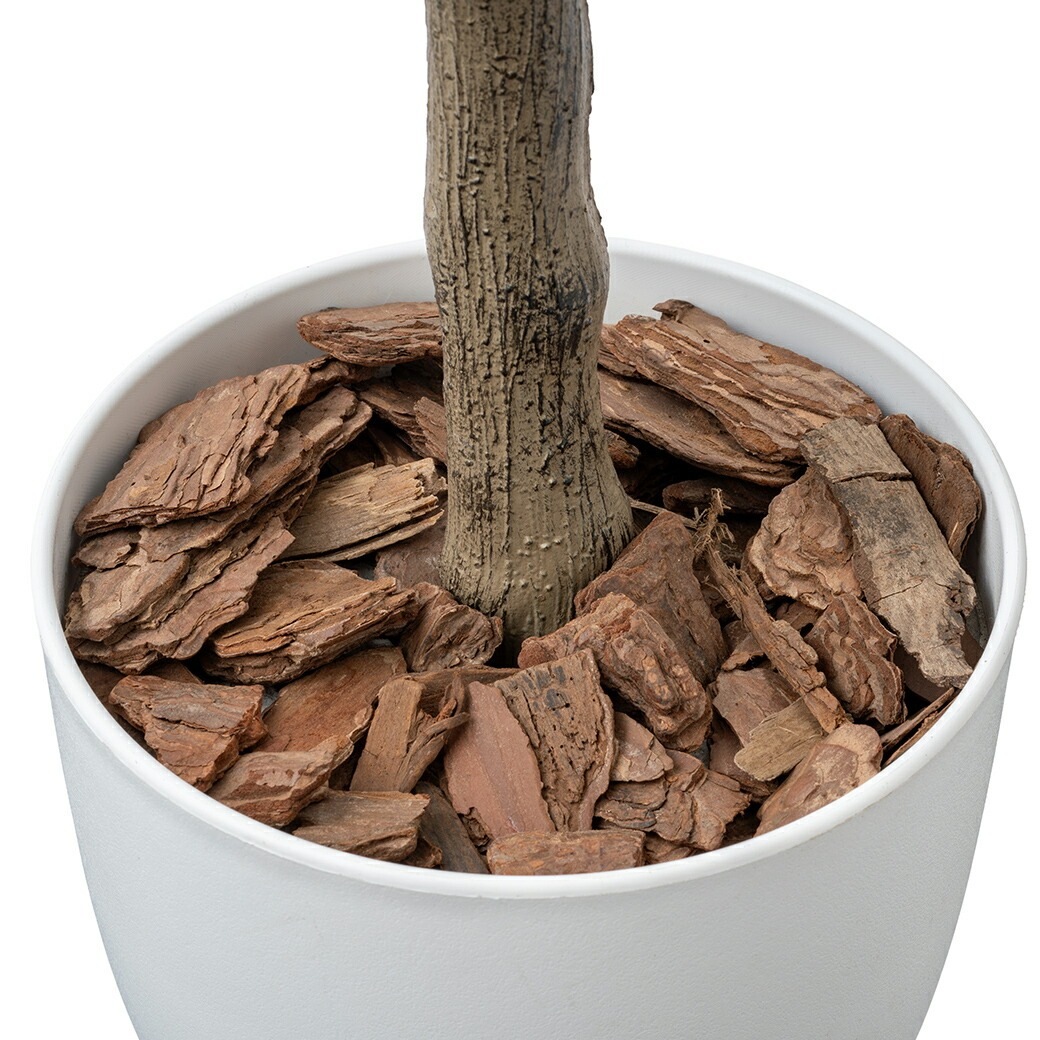 光触媒 風水インテリアグリーン ベンジャミン