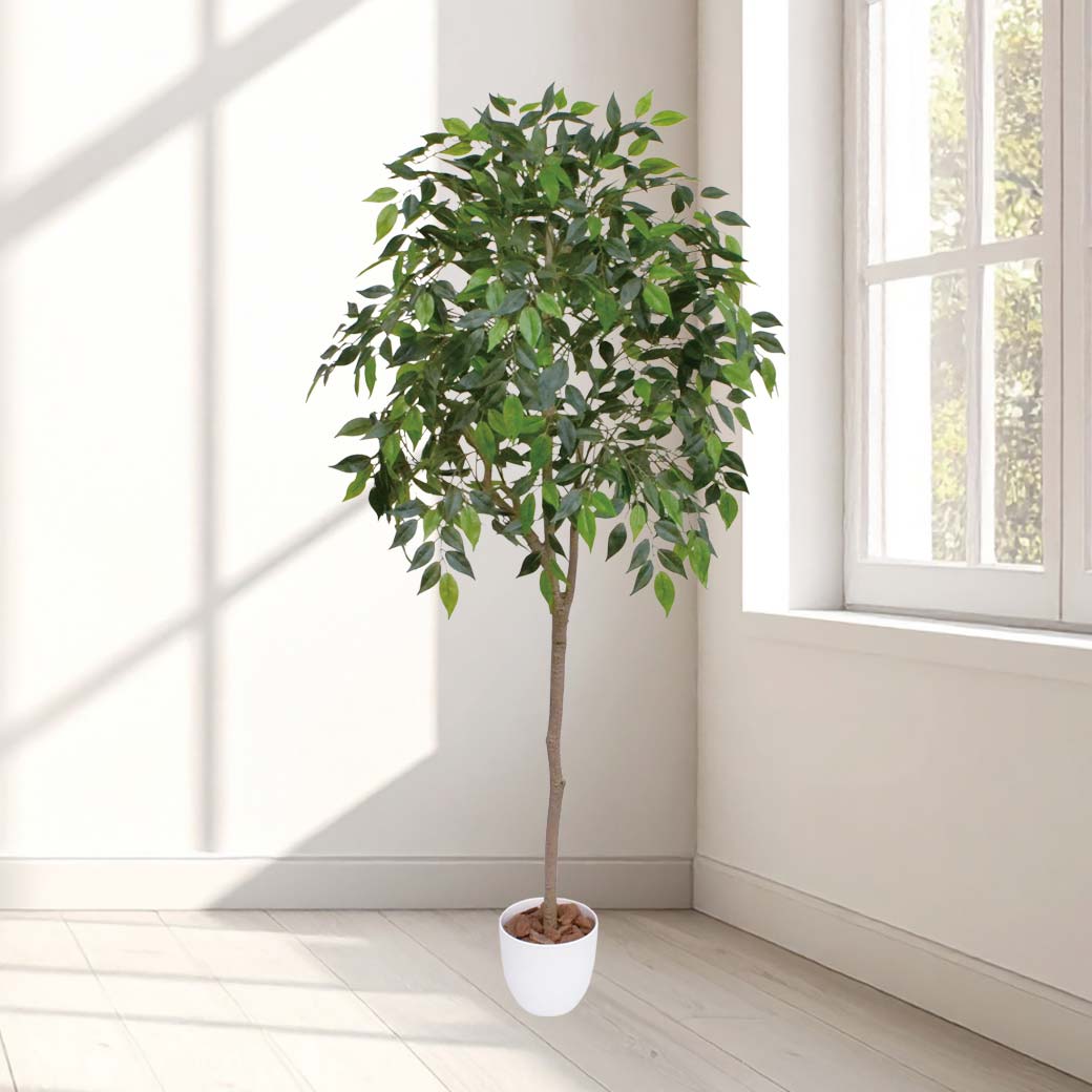 光触媒 風水インテリアグリーン ベンジャミン