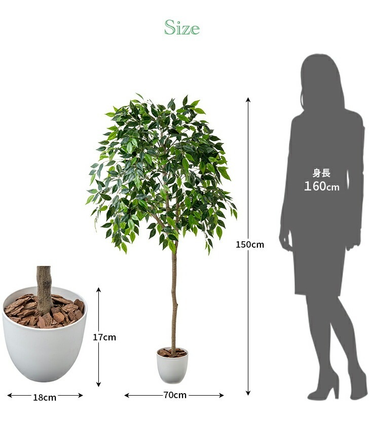 光触媒 風水インテリアグリーン ベンジャミン
