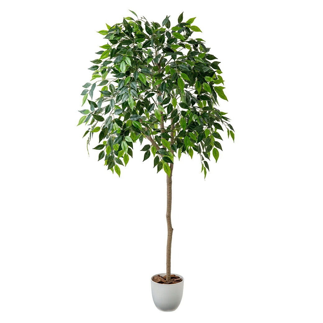 光触媒 風水インテリアグリーン ベンジャミン