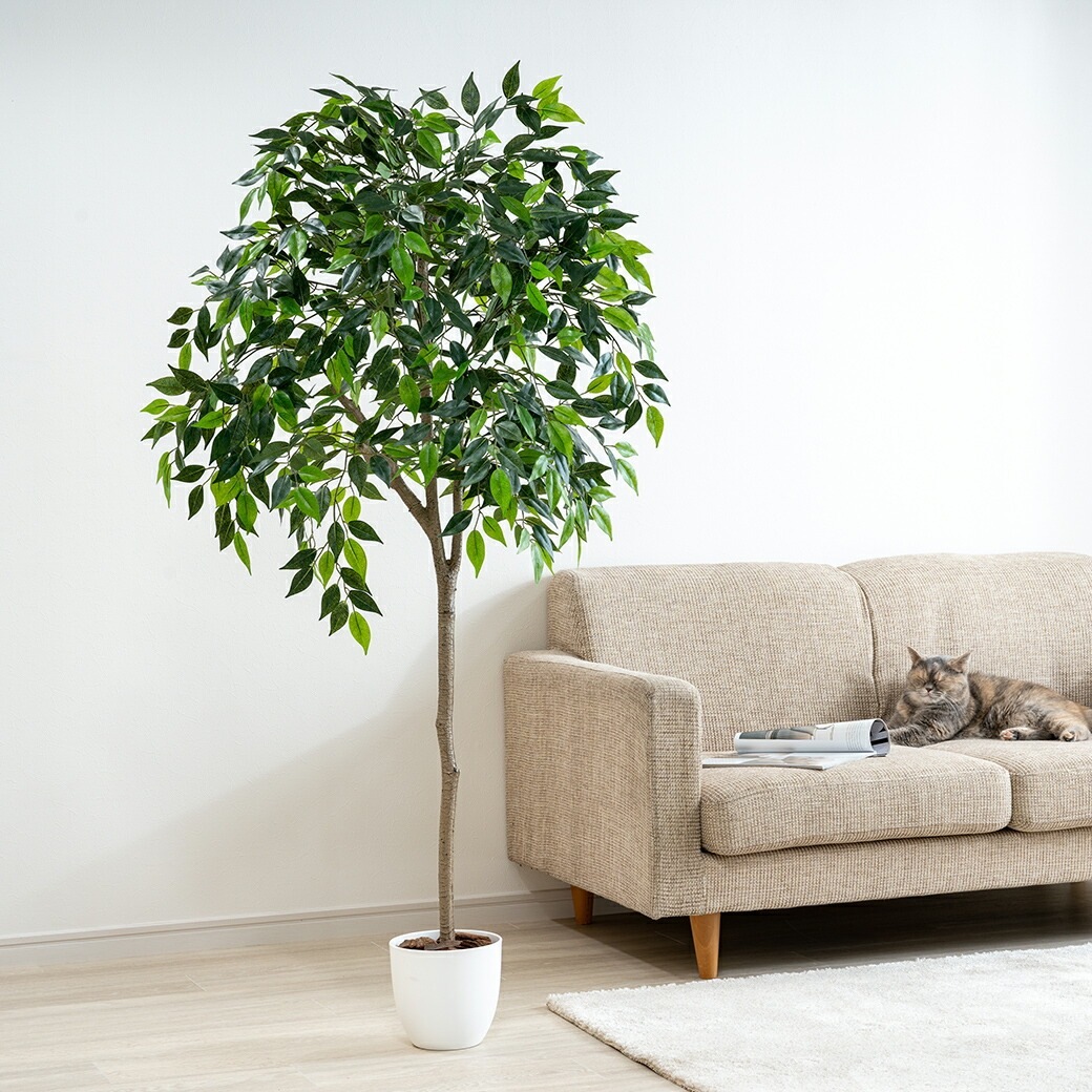 光触媒 風水インテリアグリーン ベンジャミン