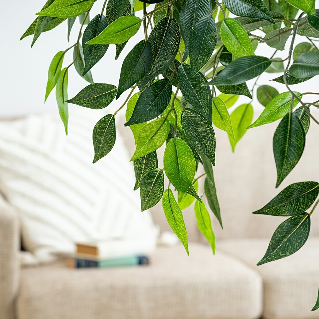 光触媒 風水インテリアグリーン ベンジャミン