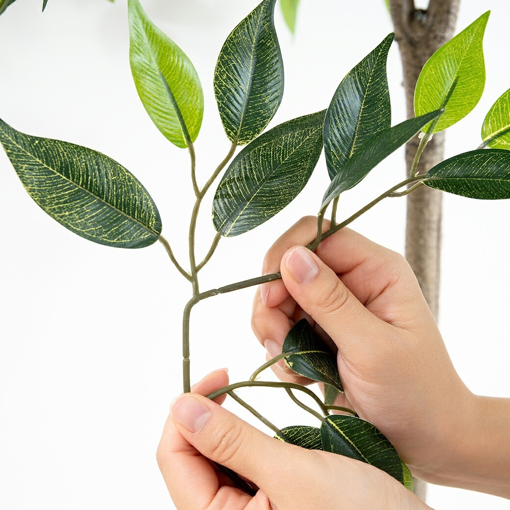 光触媒 風水インテリアグリーン ベンジャミン