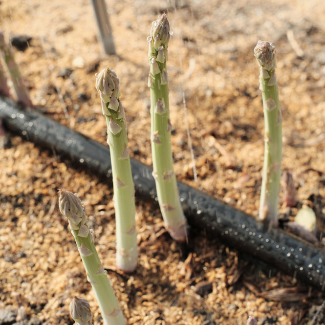 �����Ѥ������ �����äȤ����Ѥ�ݤ�������4�����åȡ������