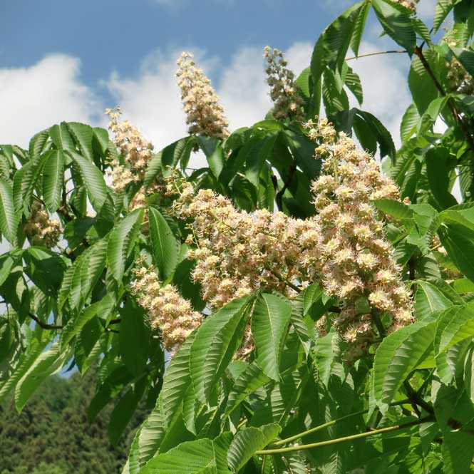 ������˪�졡���Ż��Ȥ���˪̪�֤ʤ�Ƥߤ�󤷤��1kg