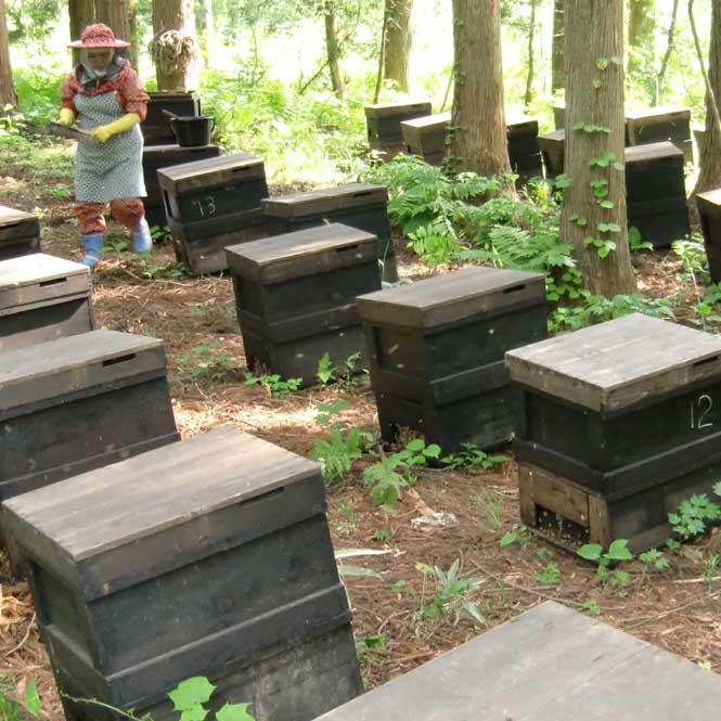 ������˪�졡���Ż��Ȥ���˪̪�֤ʤ�Ƥߤ�󤷤��1kg