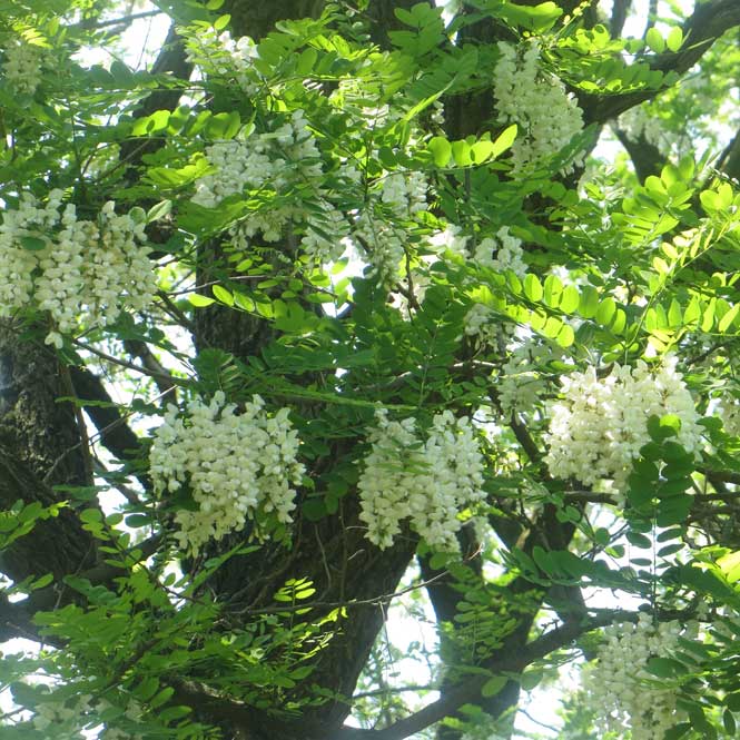 ������˪�졡���Ż�����������˪̪�֤ʤ�Ƥߤ�󤷤��1kg