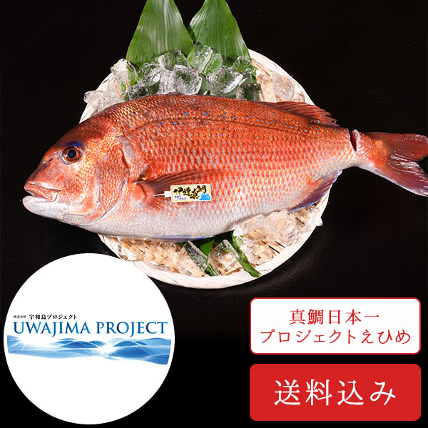 伊達真鯛丸ごと1尾 | すべての商品 | 愛媛の名物通販FMマルシェ