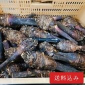 �����Фι��֥���Τ���ɲ������סʵ��ʳ���