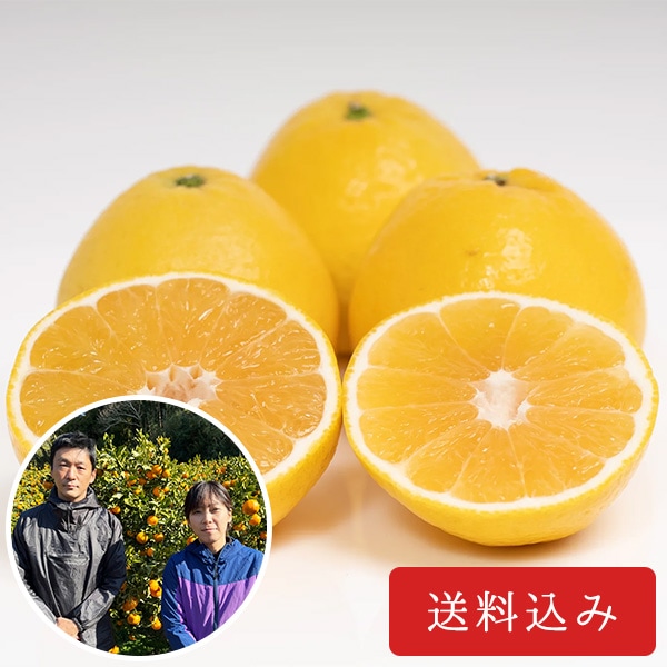 rrr様分　【超訳あり】　河内晩柑(愛南ゴールド) 20kg(箱込) 訳あり】河内晩柑（愛南ゴールド）（サイズミックス） | すべて