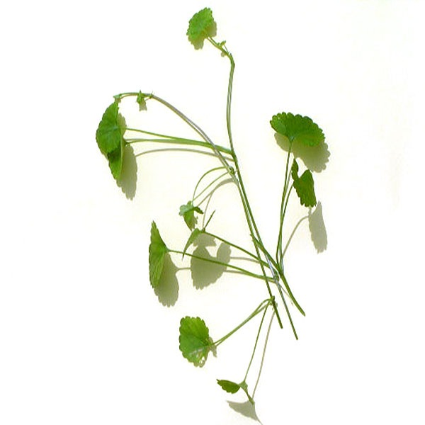 まとめ買い カキドオシ茶 筒井農園の健康茶 3袋セット 飲料 愛媛の名物通販fmマルシェ