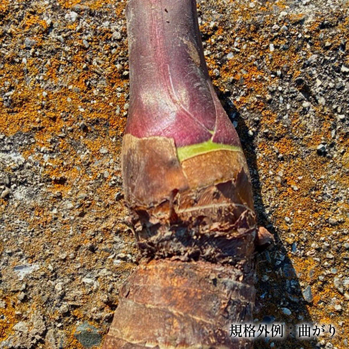 �����Фι��֥���Τ���ɲ������סʵ��ʳ���