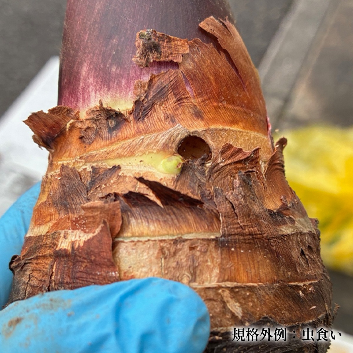 �����Фι��֥���Τ���ɲ������סʵ��ʳ���