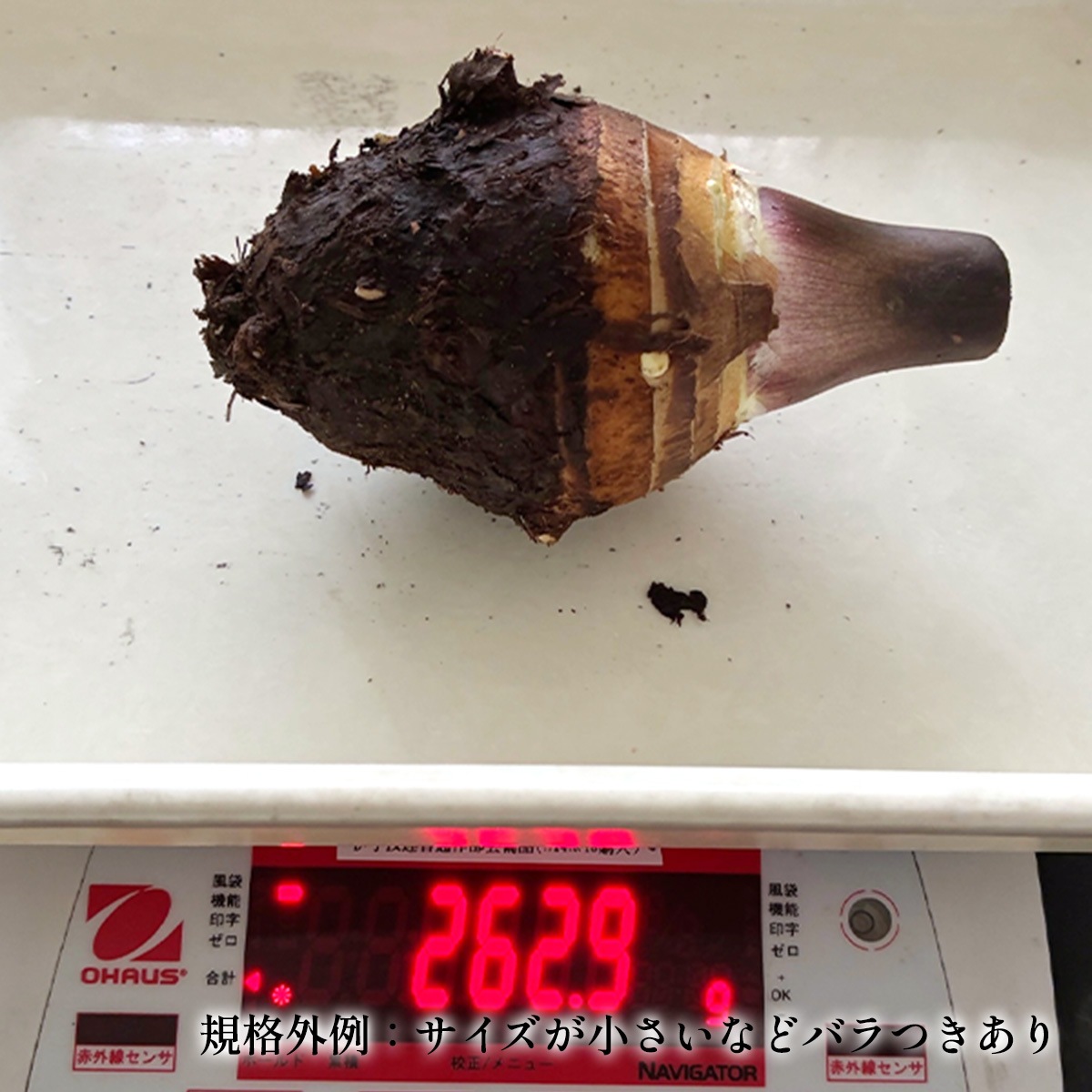 �����Фι��֥���Τ���ɲ������סʵ��ʳ���