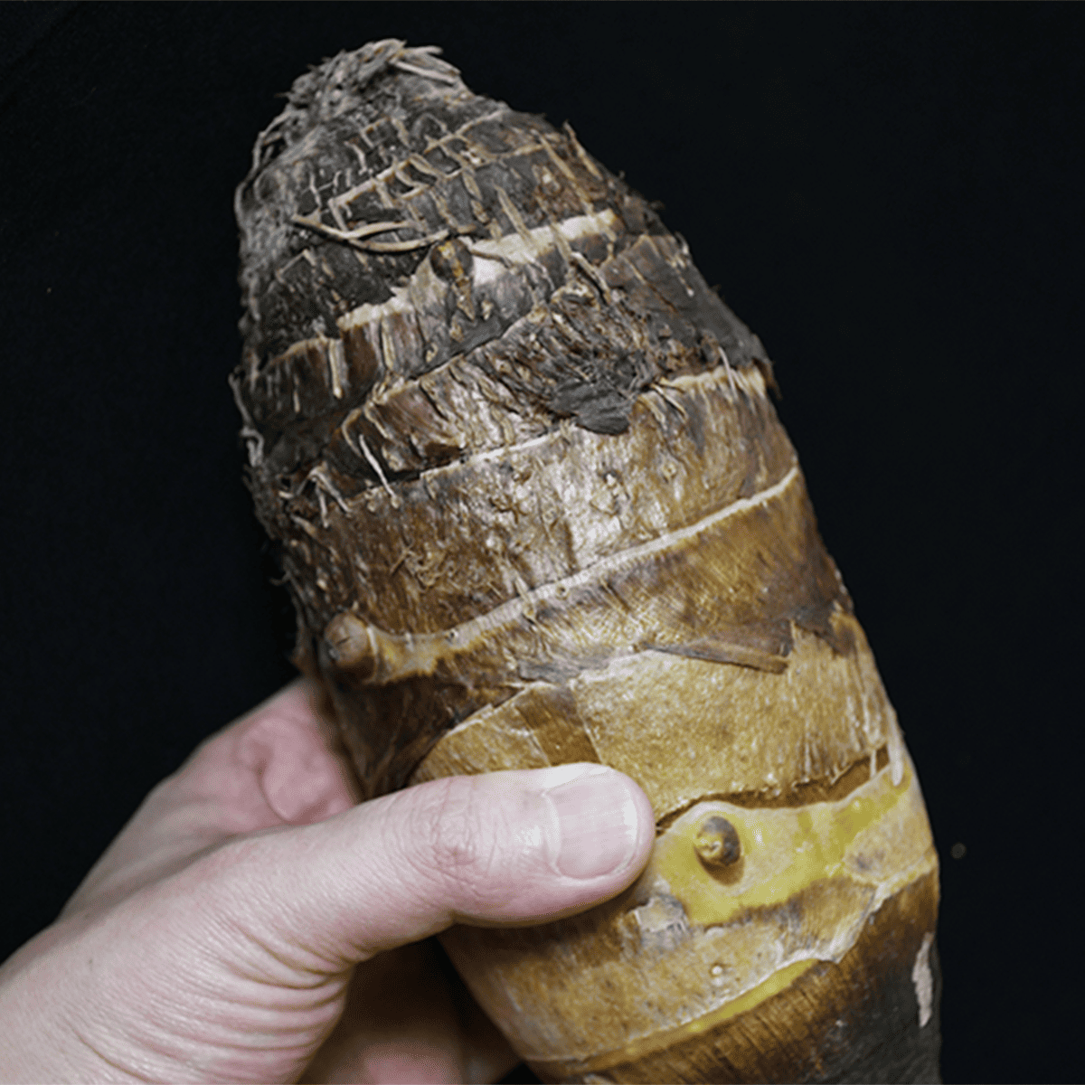 �����Фι��֥���Τ���ɲ������סʵ��ʳ���