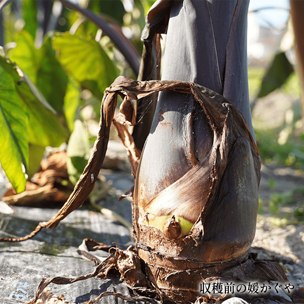 �����Фι��֥���Τ���ɲ������סʵ��ʳ���