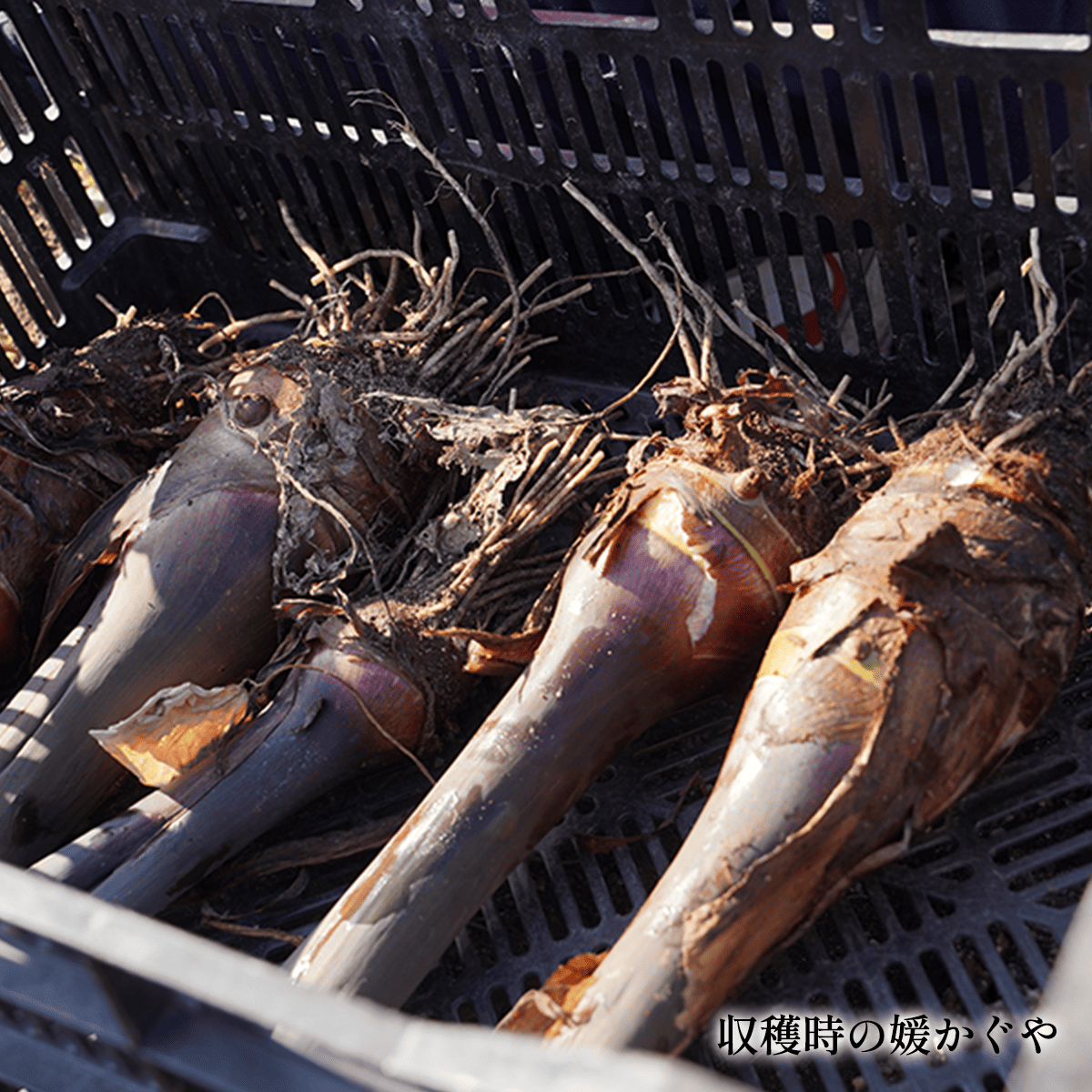 �����Фι��֥���Τ���ɲ������סʵ��ʳ���