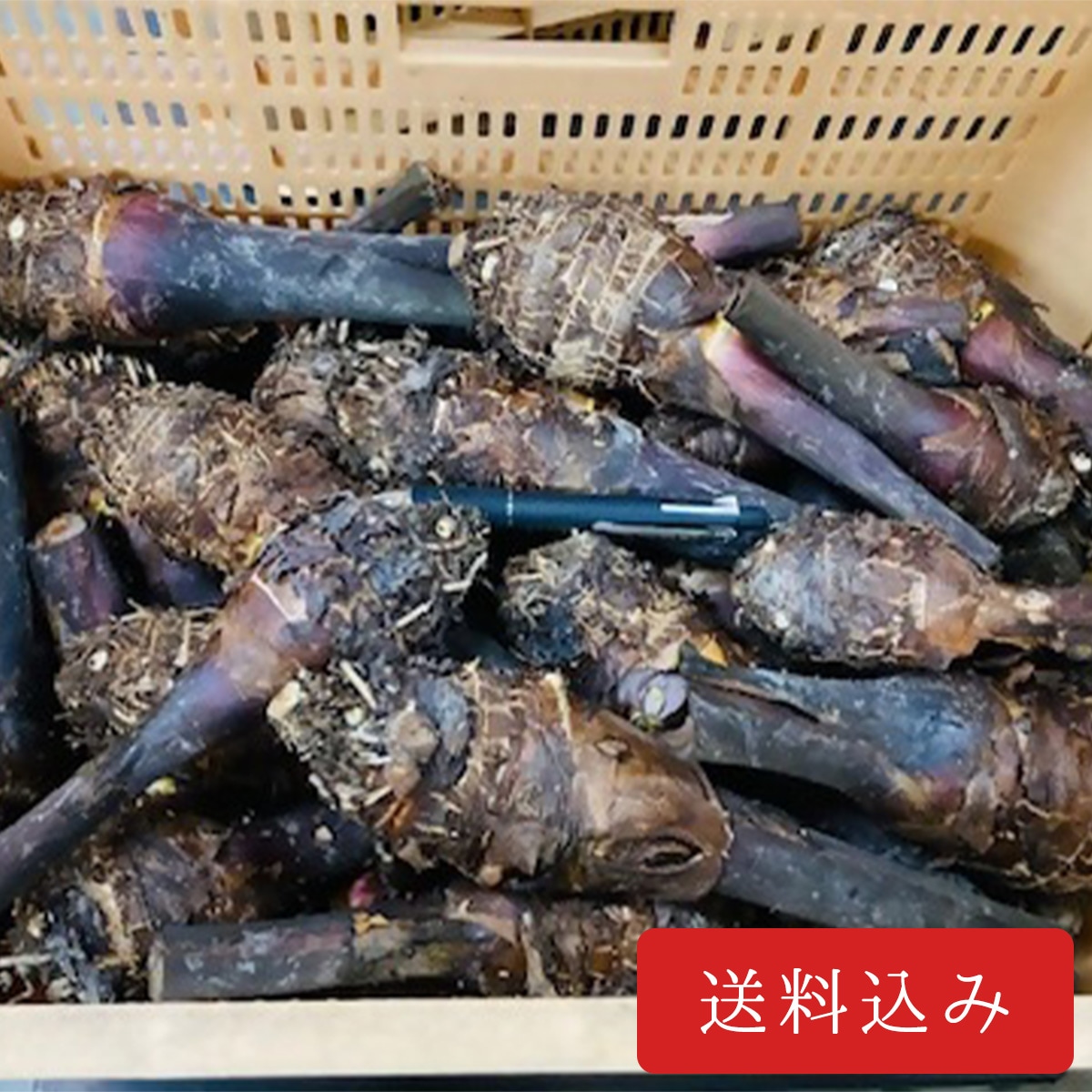 �����Фι��֥���Τ���ɲ������סʵ��ʳ���