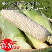 シルクコーン L/2L16～20本（8～10本入×2箱）白いとうもろこし 豊岡市但東町 送料無料※入荷次第順次発送します