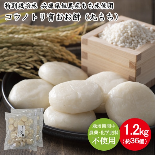コウノトリ育むおもち 特別栽培米（無農薬）丸餅 個包装 モチ 1.2kg 600g×2袋（約36個）送料無料 保存料不使用 ながモチフィルム 常温保存可能