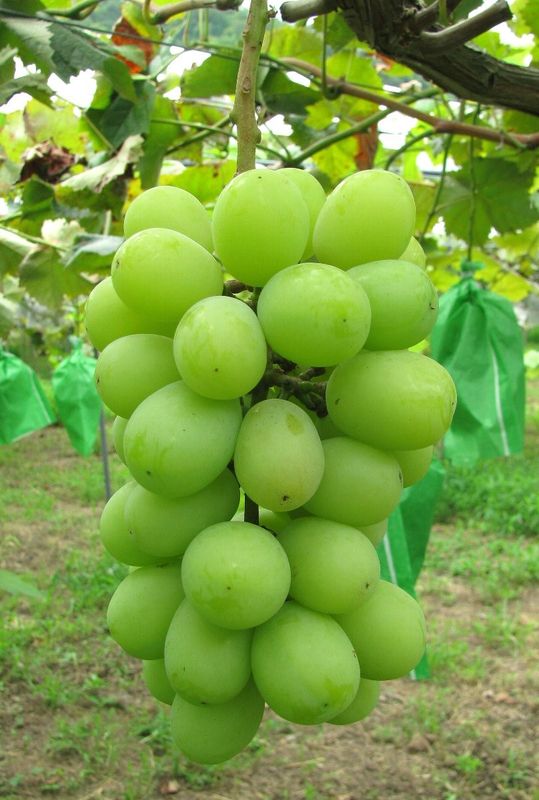 【予約】豊岡ぶどう シャインマスカット 約2kg（3～5房） 送料無料