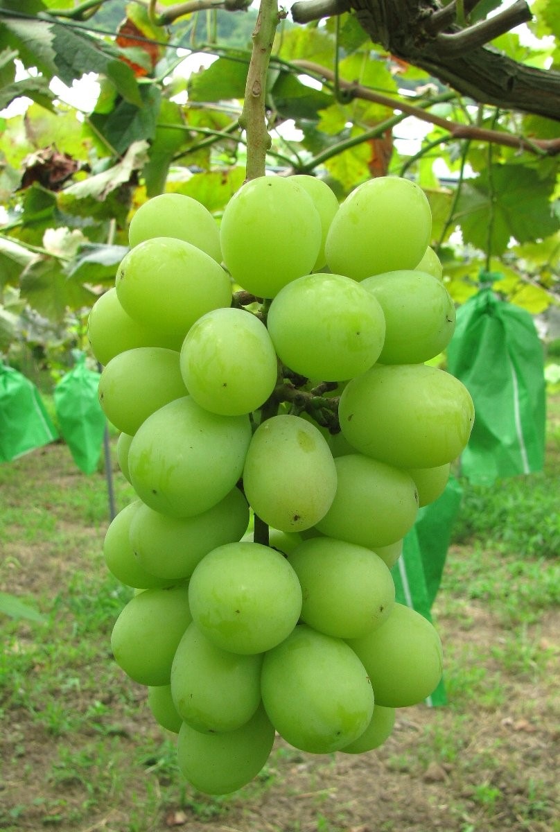 【予約】豊岡ぶどう シャインマスカット 約2kg（3～5房） 送料無料