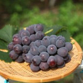 【予約】 豊岡ぶどう ピオーネ 約3kg（5～7房） 送料無料※8月27日以降順次発送します