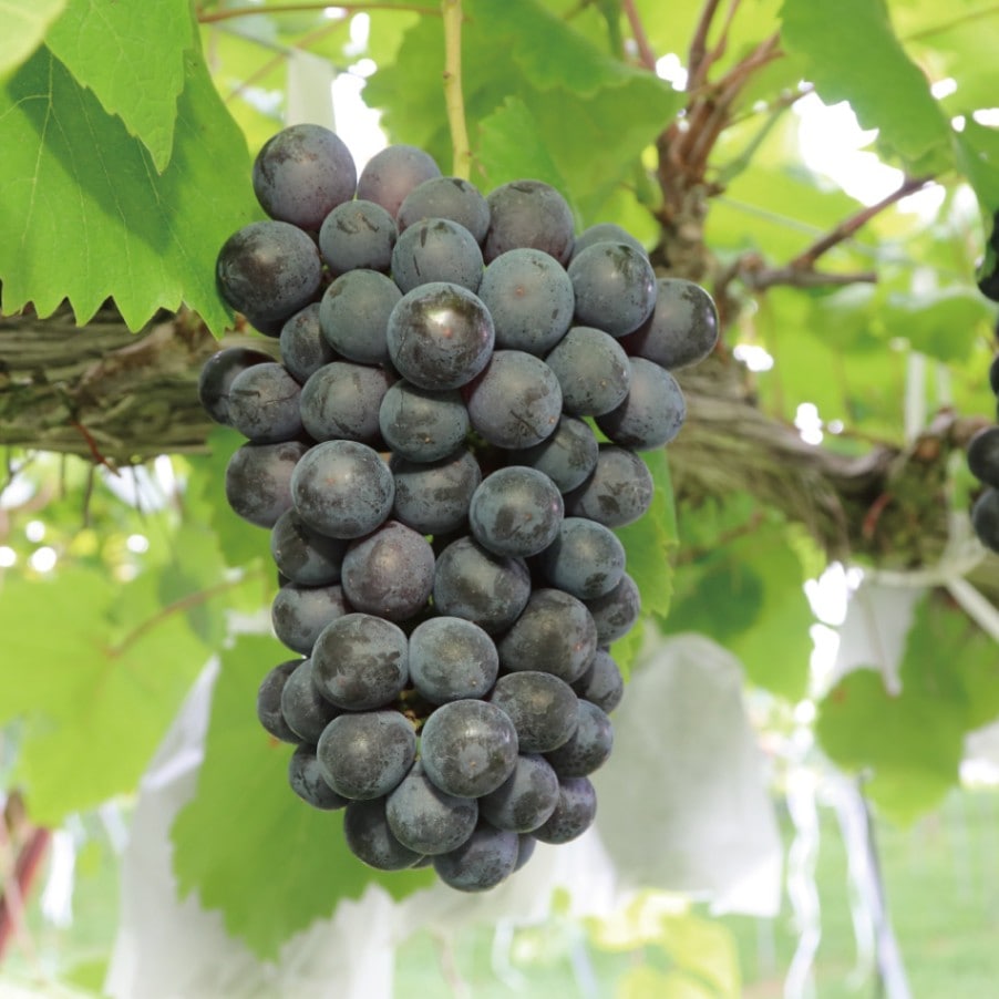 【予約】 豊岡ぶどう ベリーA 約3kg（5～7房） 送料無料※8月27日以降順次発送します