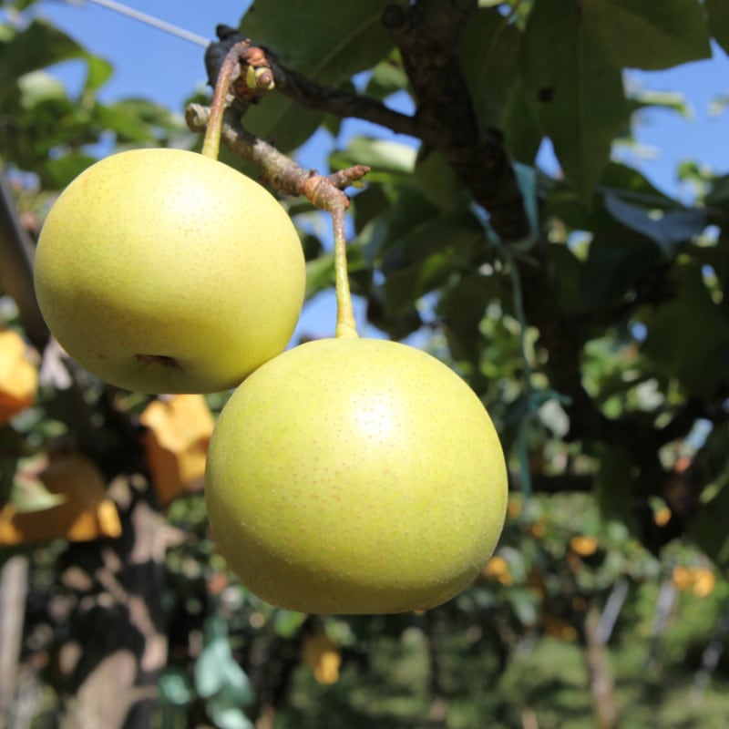 【予約】令和６年産 豊岡の二十世紀梨 約3kg（秀3～4L:7～8玉） 送料無料※9月1日以降順次発送します