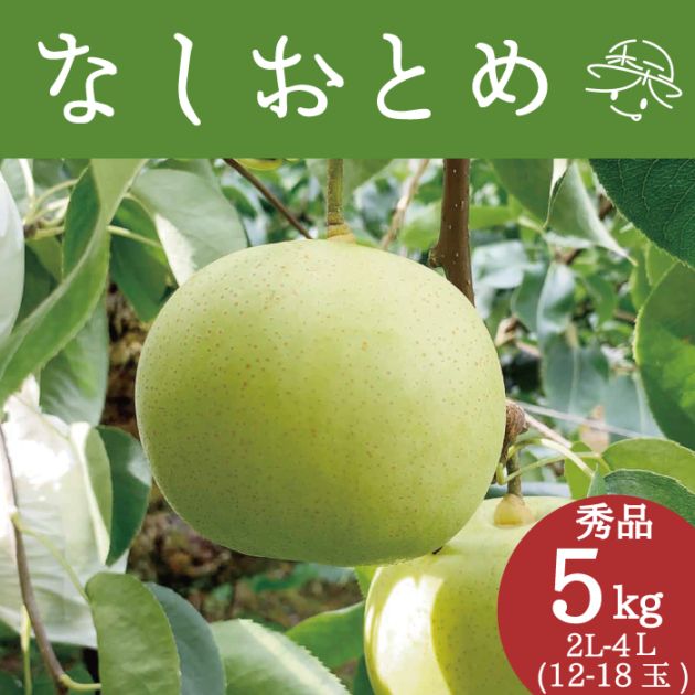 【8年度分 販売終了】 香住梨 なしおとめ 秀品 5kg 贈答向け （2L～5L:12～18玉） ※送料無料 ※8月中旬頃発送予定