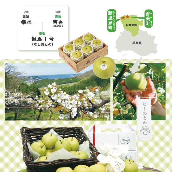 【8年度分 販売終了】 香住梨 なしおとめ 秀品 5kg 贈答向け （2L～5L:12～18玉） ※送料無料 ※8月中旬頃発送予定
