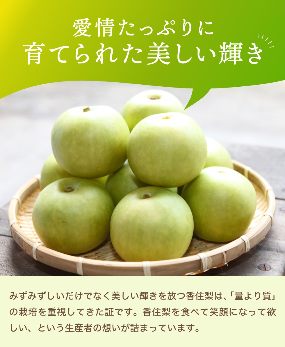【予約】 香住梨 二十世紀 秀品 10kg 贈答向け 小さめ （L～2L:32～36玉） ※送料無料 ※8月下旬から順次発送予定