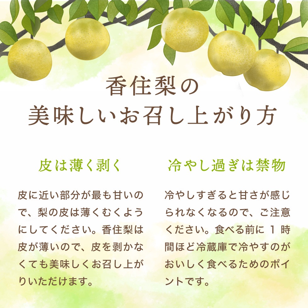 【予約】 香住梨 二十世紀 秀品 10kg 贈答向け 小さめ （L～2L:32～36玉） ※送料無料 ※8月下旬から順次発送予定